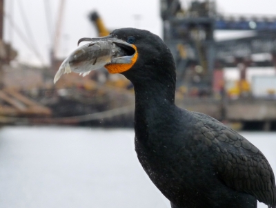 kormoran.jpg