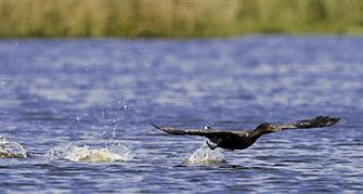 Bayern: Verschärfte Kormoranbejagung
