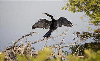 Mecklenburg-Vorpommern: FDP will Kormoranen ans Gefieder