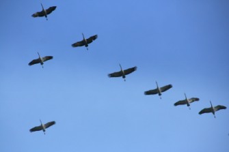Brandenburg – 4. Deutsch-polnische Kranichwoche im Nationalpark Unteres Odertal