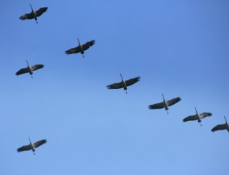 Brandenburg – 4. Deutsch-polnische Kranichwoche im Nationalpark Unteres Odertal