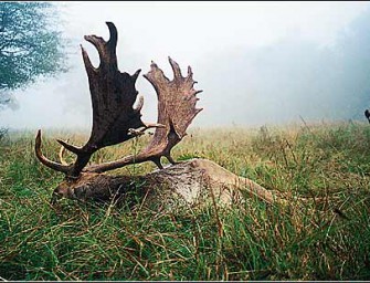 Ungarn: Neues aus Lábod und Umgebung