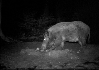 Vorsicht beim Sauenansitz  Bachen frischen