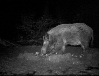 Vorsicht beim Sauenansitz  Bachen frischen