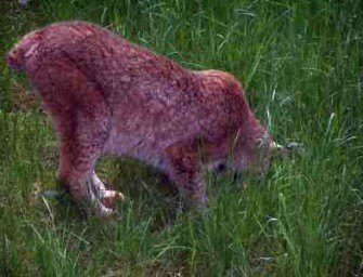 Der Luchs ist wieder heimisch im Schwalm-Eder-Kreis