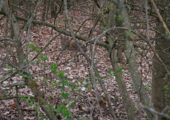 Luchs in Rekordzeit besendert