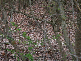 Luchs in Rekordzeit besendert