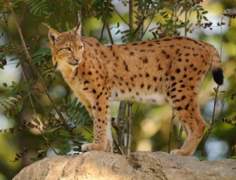 Trächtige Luchsin in Bayern erschossen