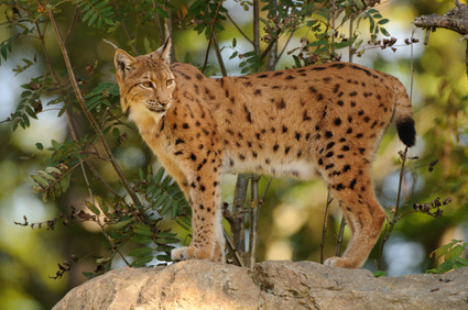 Luchs (Lynx lynx)