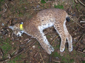 Luchs im Bayrischen Wald vergiftet
