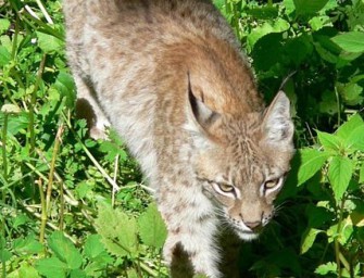 Umfrage zum Luchs in NDS