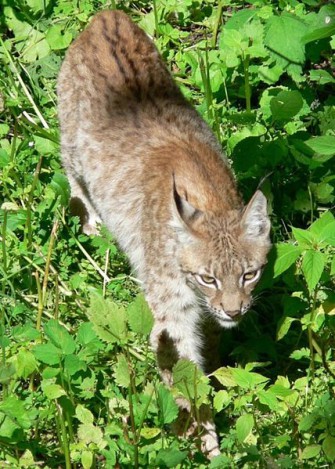 Umfrage zum Luchs in NDS