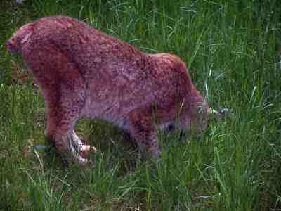 luchs.jpg