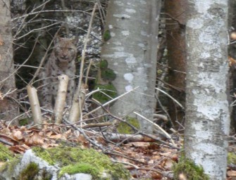 Luchs im Ländle