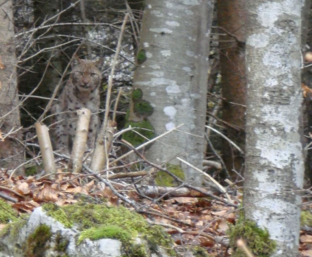 luchs_20-0313_bw_fva.jpg