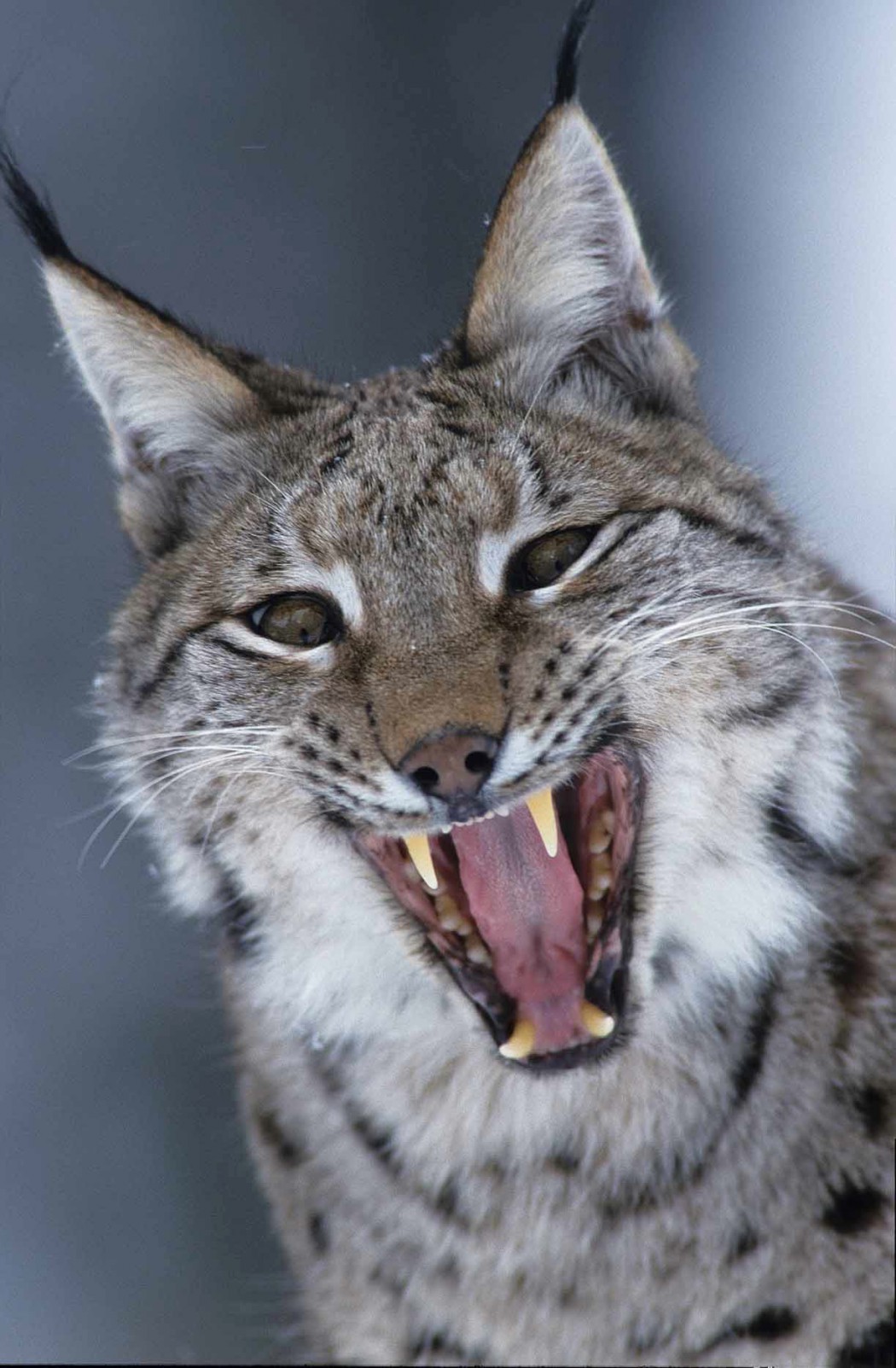 luchs_gau.JPG