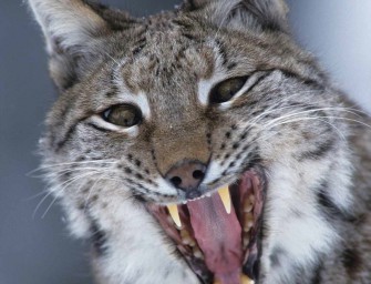 Schweiz: Bevölkerung gegen den Abschuss von Luchsen