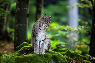 Luchs und Wolf jagen zusammen