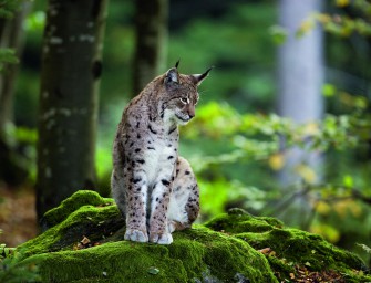 Luchs und Wolf jagen zusammen