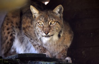 Neues vom Luchs