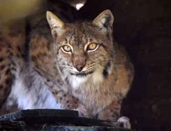 Neues vom Luchs