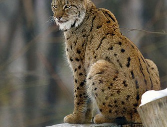 Wildtier des Jahres 2011: Der Luchs