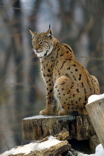 Wildtier des Jahres 2011: Der Luchs