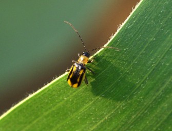 Neuer Mais-Schädling erstmals in Nordrhein-Westfalen gefunden