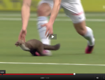 Marder will Fußball spielen