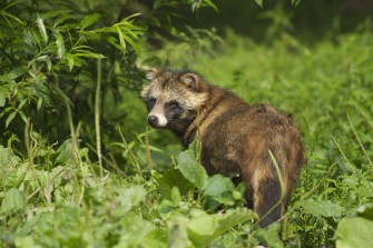 Marderhund räubert sich bis in die Schweiz vor