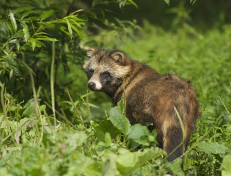 Marderhund räubert sich bis in die Schweiz vor