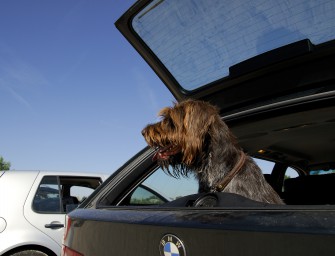 Hunde dürfen ohne Kosten nach Schweden einreisen