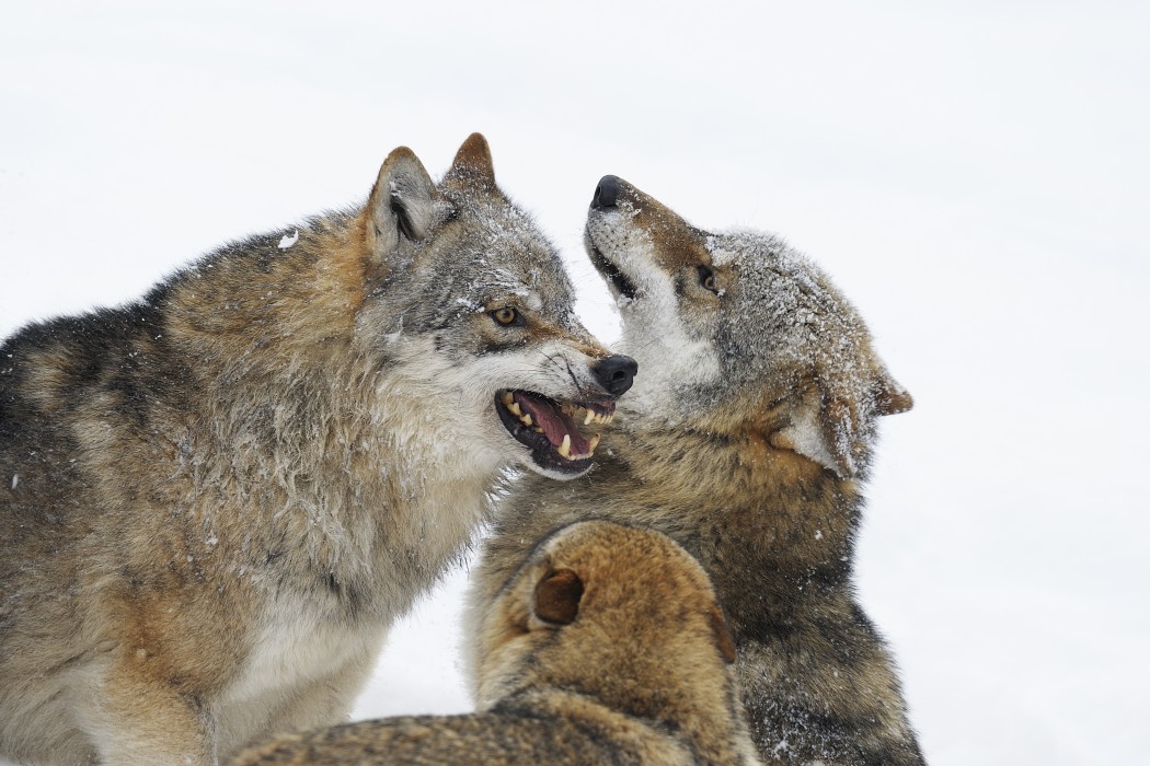 Wlfe, Canis lupus