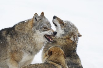 Wolfsrudel reißt Schafe in Brandenburg