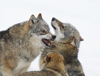 Wolfsrudel reißt Schafe in Brandenburg