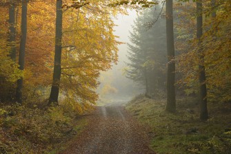 Grüne Ministerin will weniger Wald