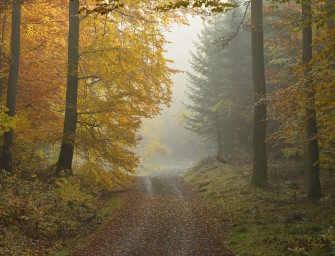 Grüne Ministerin will weniger Wald