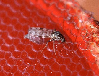 Befällt neue Krankheit auch Wildtiere?