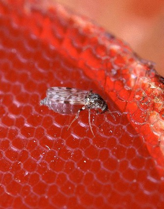 Befällt neue Krankheit auch Wildtiere?