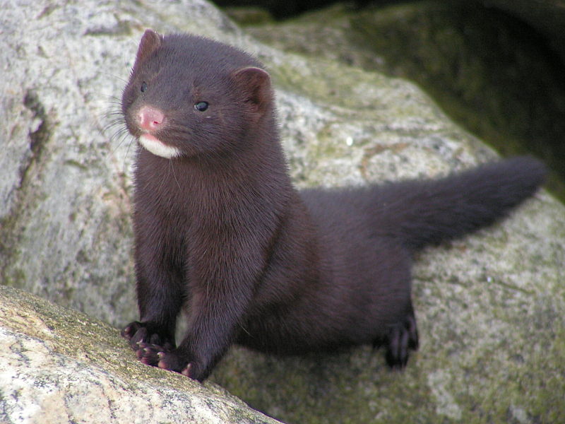 mink-wikiped-annawjtowicz.JPG