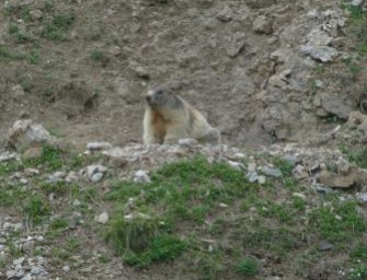 Österreicher beim Murmelwildern erwischt