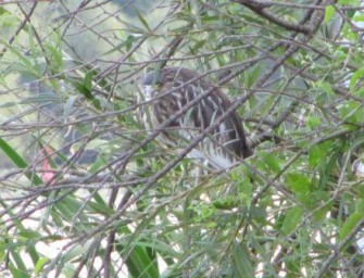 Nationalpark unteres Odertal: Neue Vogelart beobachtet