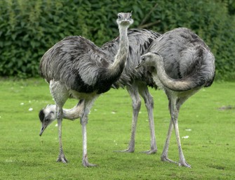 Schleswig-Holstein: Nandus zur Jagd freigegeben