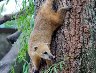 Nasenbär in Bayern unterwegs