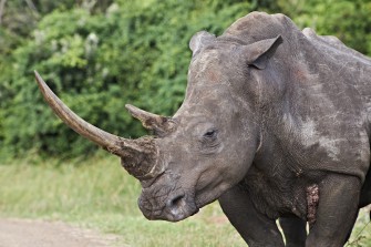 Nashorn-Wilderei explodiert