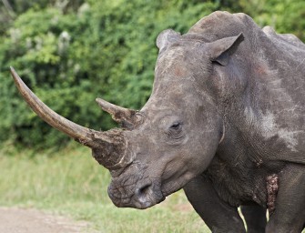 Nashorn-Wilderei explodiert