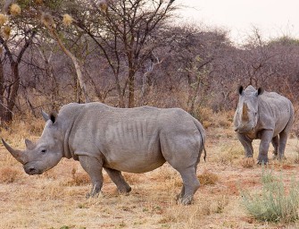 Hohe Strafen für Nashorn – Diebe