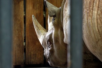 Nashorn Mafia schlägt erneut zu