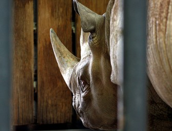 Nashorn Mafia schlägt erneut zu