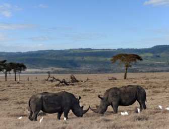 Südafrika: Ranger töten vier Wilderer